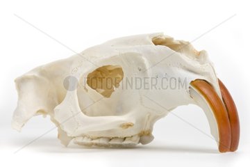 Nutria skull with incisors