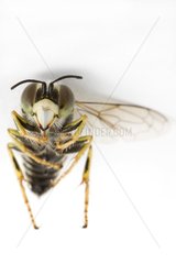 Dead insect in studio on white background