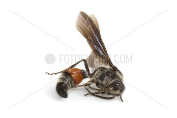 Dead insect in studio on white background