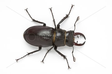 Stag beetle in studio on white background