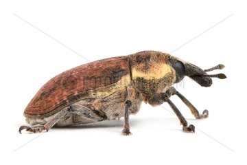 Weevil in studio on white background