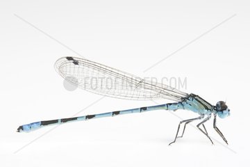 Common Blue Damselfly in studio on white background