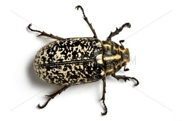Wood Cockchafer in studio on white background