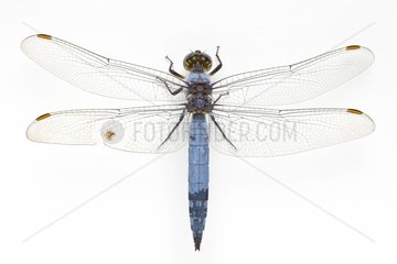 Southern Skimmer in studio on white background