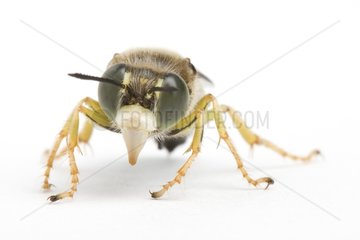 Sand wasp in studio on white background