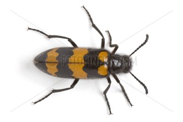 Blister Beetle in studio on white background