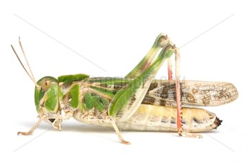 Grasshopper in studio on white background
