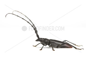 Greater Capricorn Beetle in studio on white background
