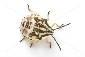 Larva of shield bug in studio on white background