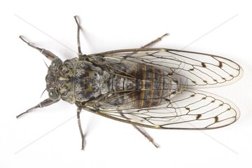 Cicada in studio on white background