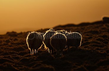 Shetland sheep on the moor at dusk Shetland UK