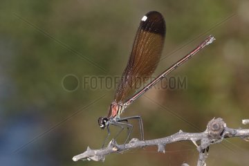 Female Copper demoiselle on a branch