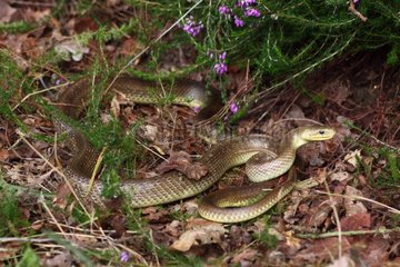 Aesculapean snake in dead leaves
