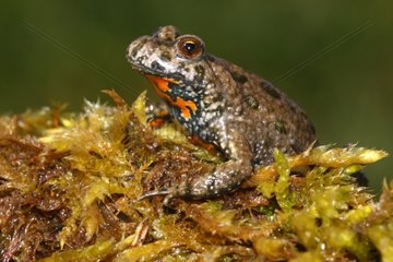 Fire-bellied toad in close-up
