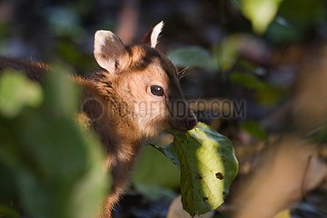 Young Southern Red Muntjac in the Bardi NP Nepal