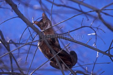 Abyssinian Cat on thin branches in winter France