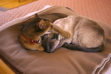 Abyssinian and Siamese cat lying on a blanket