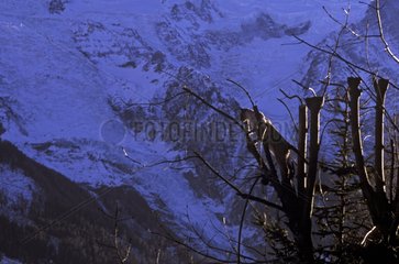 Abyssinian cat in a tree in front of the Glacier des Bossons