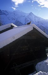 Abyssinian Cat on the snowy roof of a chalet and Mont Blanc