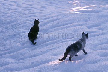 Abyssinian and Siamese cats in the snow at dusk France