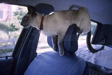 Blue-point Siamese cat on a car headrest France