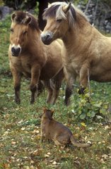 Abyssinian cat face Fjord ponies in a meadow France