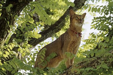 Abyssinian cat standing on a branch in the spring France