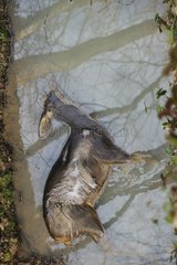 European Roe Deer corpse in the water in winter France
