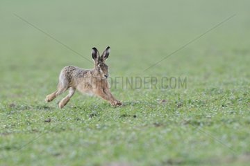 European hare running in a meadow Normandy France