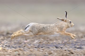 European hare running in a meadow Normandy France