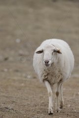 Sheep walking in front Spain