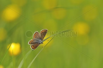 Brown Argus drying on a blade of grass France