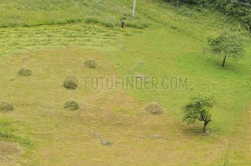 Farmer mowing his hay with a scythe Apuseni Mountains in Romania
