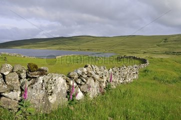 Lake and dry stone wall in Connemara Ireland