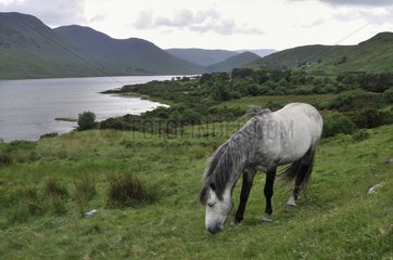 Pony maintaining natural grasslands Connemara Ireland