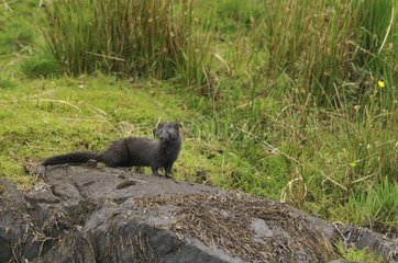 American Mink near a lake in Ireland