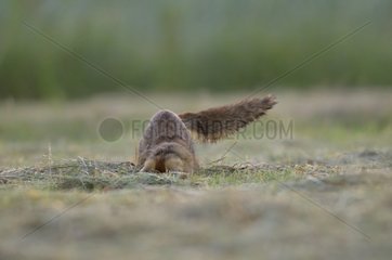 Red Fox on its prey in a meadow France
