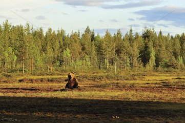 Carpathian Brown Bear at sunset Finland