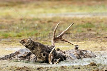 Reindeer used to bait for bears in Finland