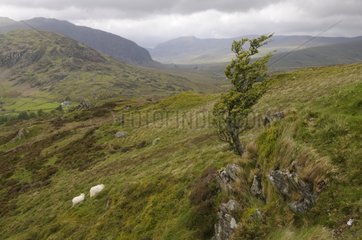 Sheep Snowdonia National Park Wales UK