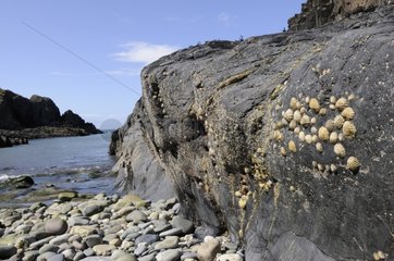 Shells on rock PN Pembrokeshire Coast Wales UK