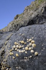 Shells on rock PN Pembrokeshire Coast Wales UK