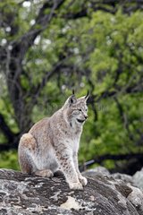 Eurasian Lynx sitting on a rock