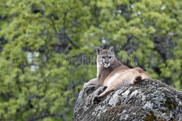 Mountain Lion lying on a rock