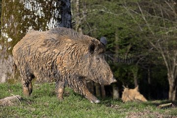 Eurasian wild boar male walking in a clearing - France