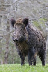 Eurasian wild boar male in a clearing - France