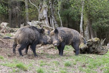 Eurasian wild boar male fighting in a clearing - France