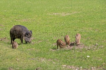 Eurasian wild boars looking for worms in a meadow - France