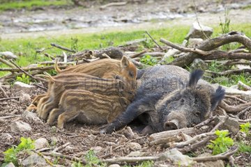 Eurasian Wild Boar female suckling her young - France