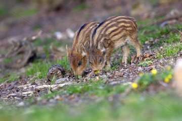 Young Eurasian Wild boars in a clearing - France